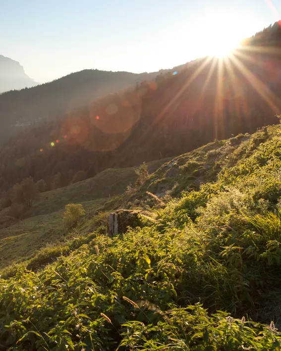 Sonnenaufgang über alpiner Berglandschaft mit bewaldeten Hügeln und kurvigem Pfad